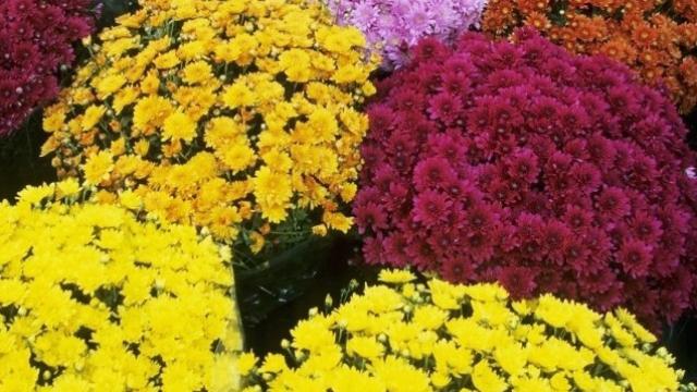 San Benedetto: cimitero, Carabinieri in congedo sorveglieranno il rispetto delle norme anti-covid