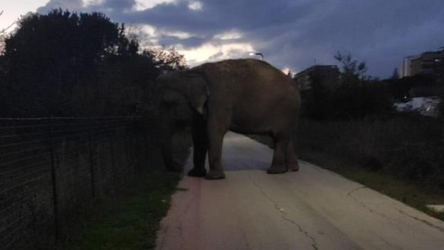 Ascoli Piceno, elefante si allontana da circo per una passeggiata pomeridiana...