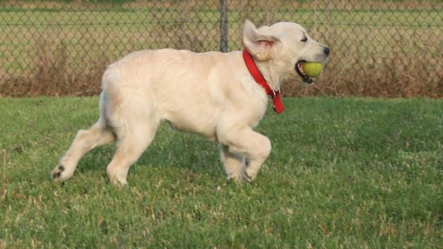 Ascoli Piceno, promozione pratica sportiva e attività approccio al cane all’interno degli istituti penitenziari