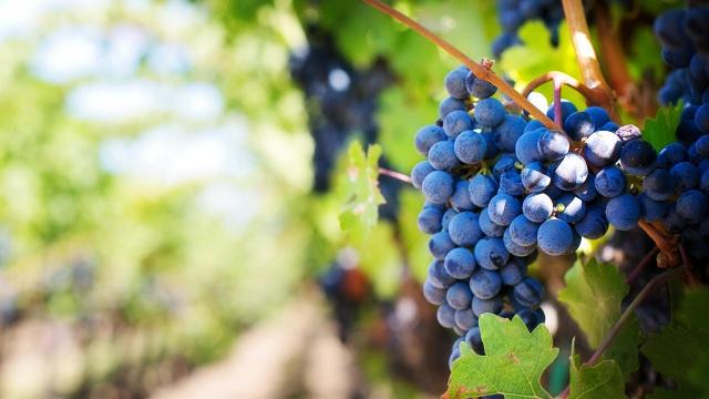 Cia Agricoltori Ascoli-Fermo: “No alla limitazione della denominazione Montepulciano al solo Abruzzo”