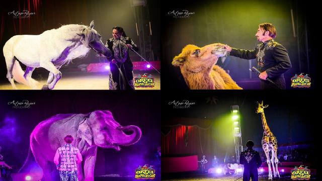 A San Benedetto del Tronto lo show ''Maya Orfei Circo Madagascar''