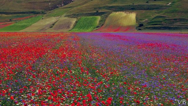 Navette per la fioritura di Castelluccio, esordio ok. Regione Marche contribuisce al servizio