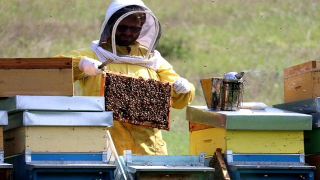 Ascoli Piceno, Consorzio apistico lancia l'allarme. Caramanti: ''Produzione miele in calo''