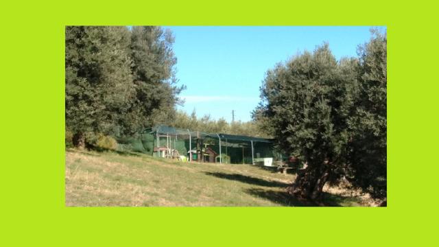 Grottammare: lotta al randagismo, nuovi progetti per l’oasi felina