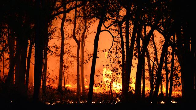 Regione Marche, messo a punto programma operativo 2022 per contrasto incendi boschivi