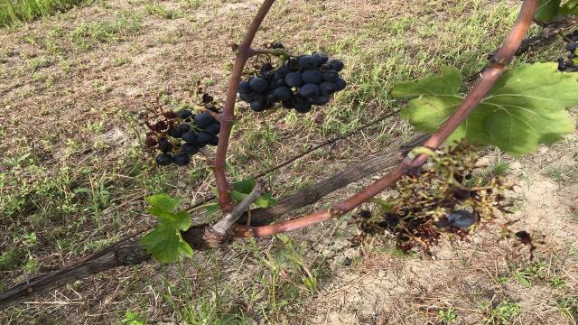 Offida, scorribande dei cinghiali nei vigneti. Coldiretti: ''Siccità li spinge a dissetarsi con grappoli d’uva''