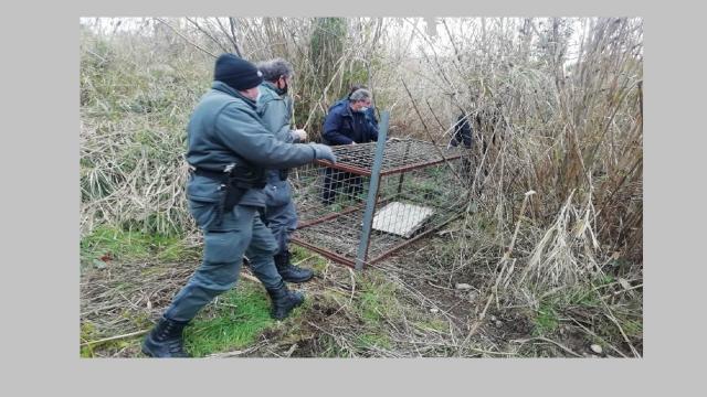 Grottammare, al via il piano anti-cinghiali in zona urbana. Posizionata gabbia per cattura