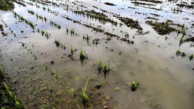 Maltempo: campagne italiane sott'acqua, Coldiretti lancia l'allarme