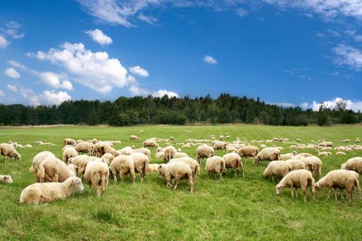 Emergenza ''Virus Blue Tongue'' degli ovini: Regione Marche le linee guida per gli allevatori