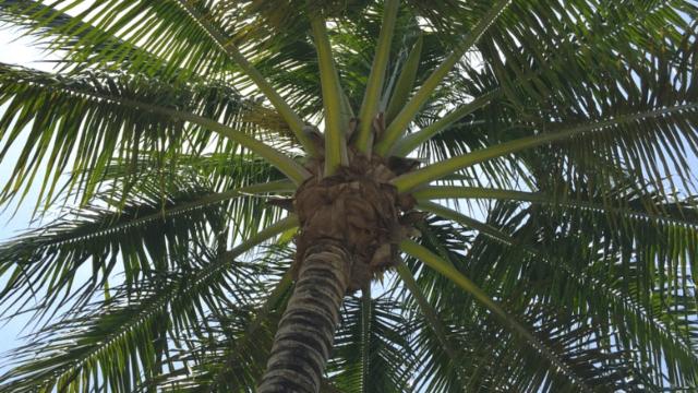 Grottammare: a dimora 25 nuove palme, priorità sul lungomare