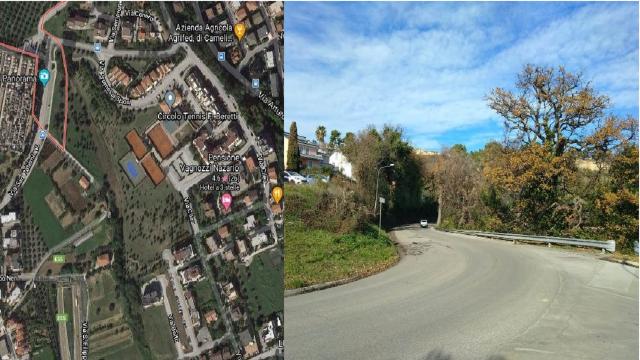 Grottammare: cinghiali in area urbana, presto la segnaletica