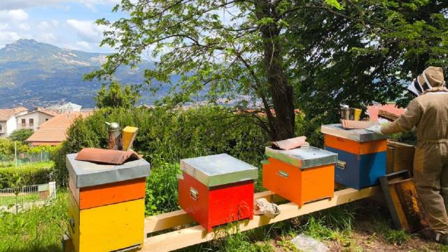 Castel di Lama, avviata nuova attività di apicoltura presso Casa Aquilone