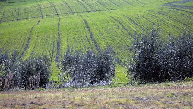 Gal Piceno, incontri a Massignano e Appignano per informare su opportunità bando a sostegno delle microimprese