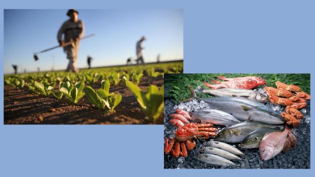 Regione: da Assam a “Marche Agricoltura Pesca”, innovazione e servizi per il sistema agroalimentare e ittico