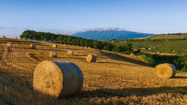 Marche, pubblicata la graduatoria regionale per gli investimenti agricoli