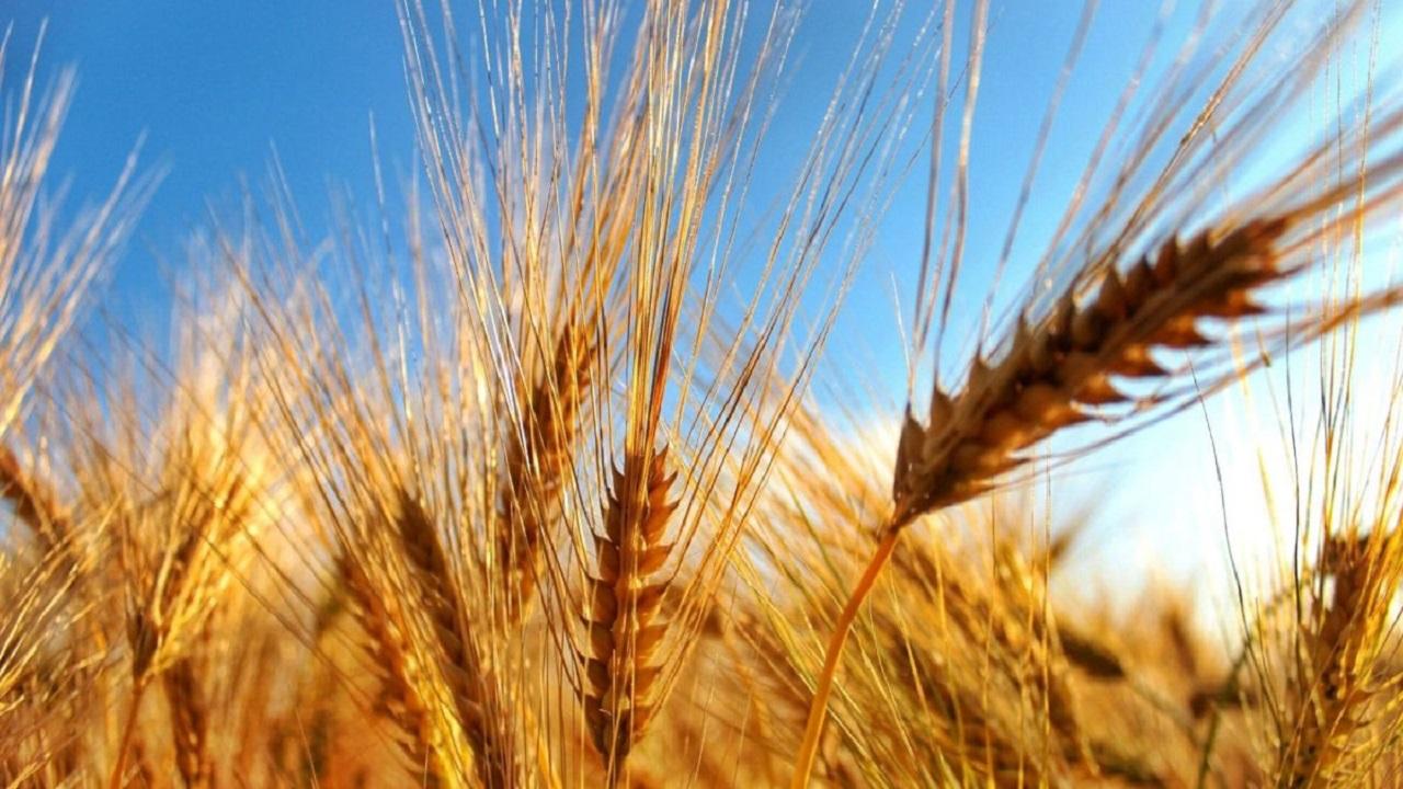 Grano duro, svolta sulla trasparenza dei prezzi: anche le Marche in prima linea contro le speculazioni