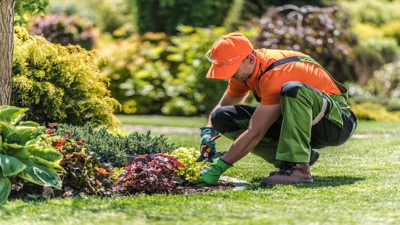 Cura del verde: l’importanza di riconoscere gli insetti utili nella difesa del giardino