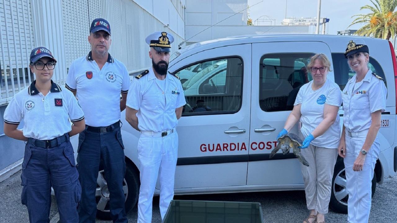 Guardia Costiera, tartaruga caretta caretta recuperata lungo il litorale di Grottammare