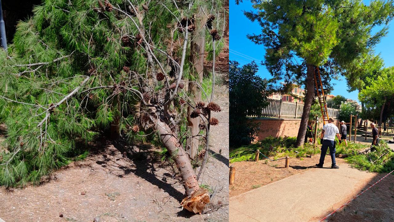 Caduta ramo nella pineta Ricciotti a Grottammare, ripristinata la sicurezza. Amministrazione valuta piano monitoraggio straordinario per verde urbano