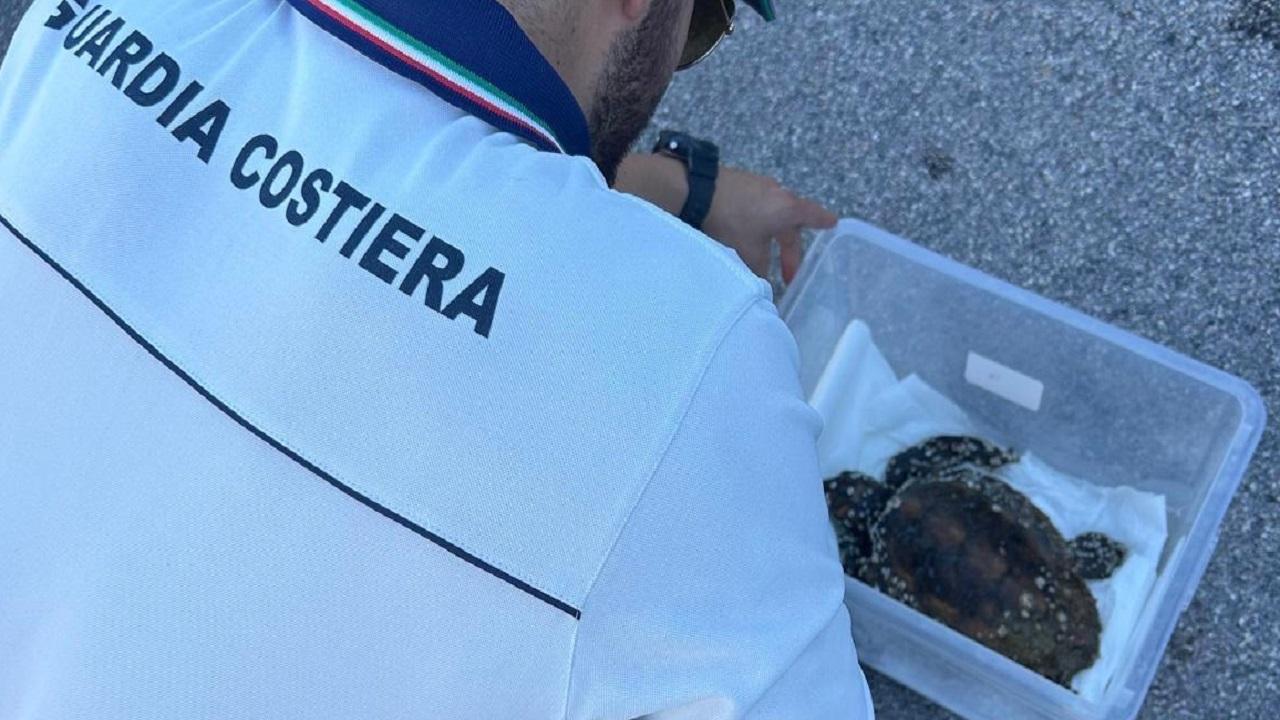 Guardia Costiera San Benedetto, recuperata una tartaruga Caretta Caretta tra le scogliere frangiflutti del molo sud del porto