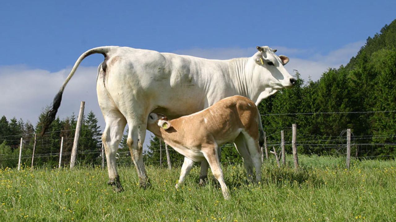 Comunanze agrarie, Coldiretti e Federforeste chiedono riapertura del Tavolo Forestale: ''Bene l’interesse della Regione ma si rispetti l'autonomia gestionale''