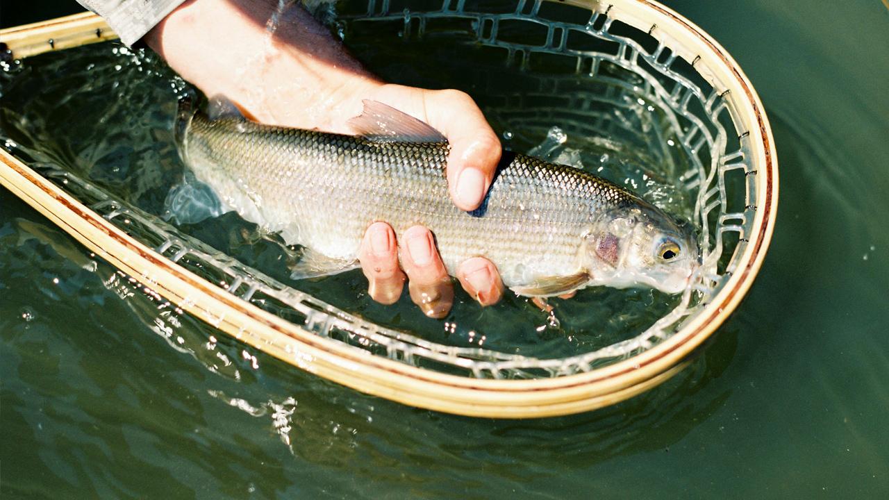 Pesca sportiva e ricreativa: cosa cambierà in Europa con le nuove disposizioni UE