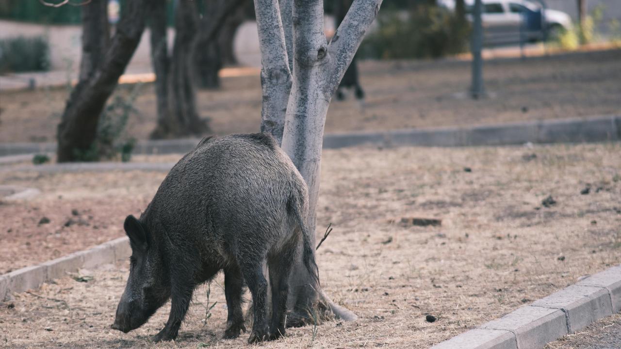 Problema cinghiali ad Ascoli Piceno, Dominici (Ascolto e partecipazione): 