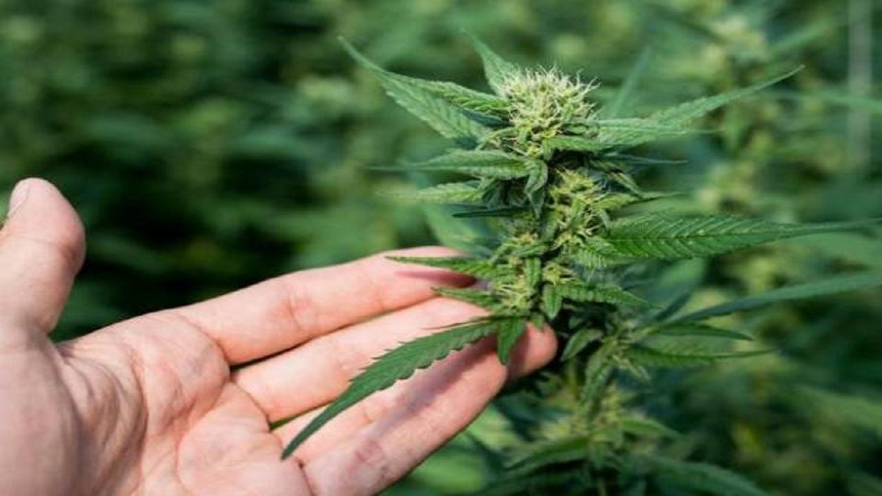 La scienza dietro la Cannabis Light: cosa sappiamo sull’erba legale