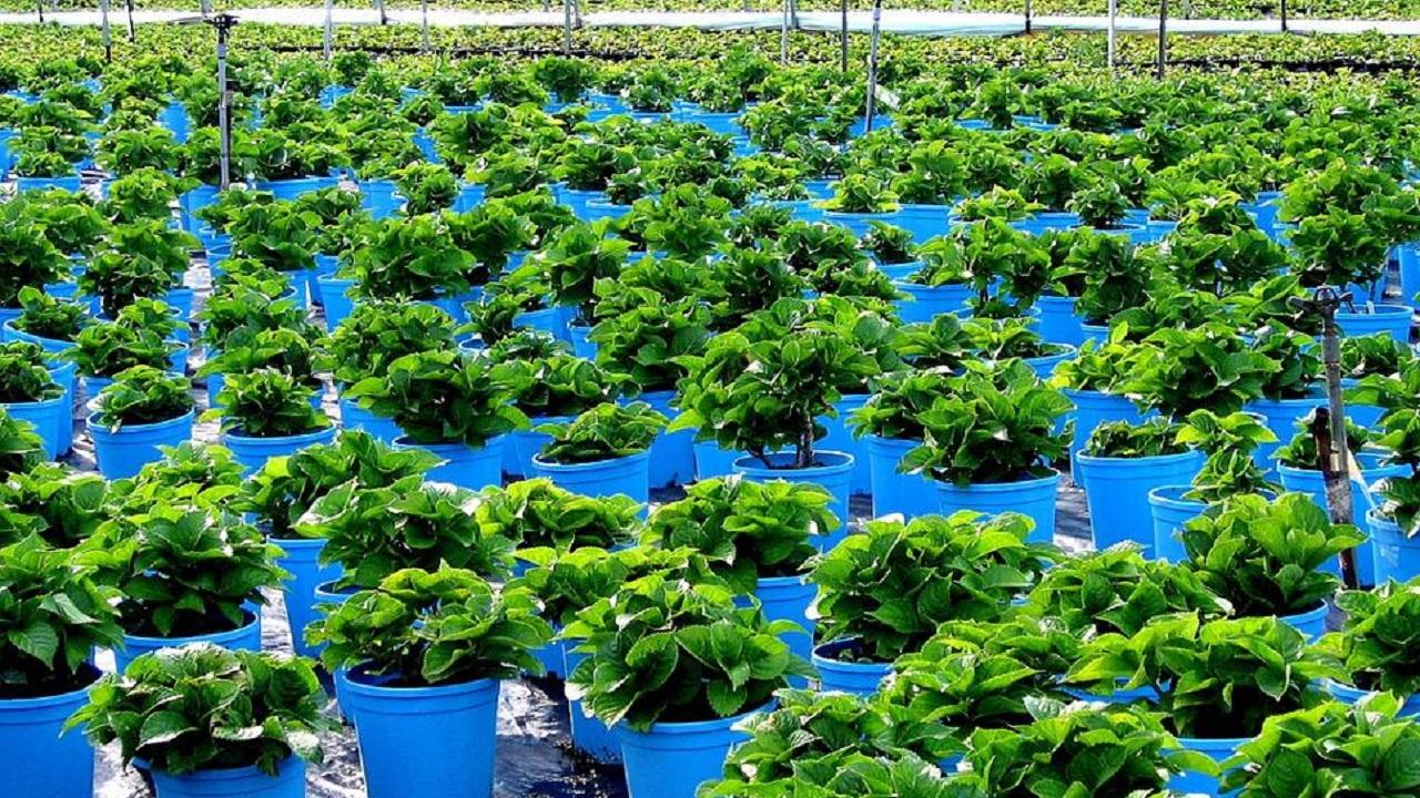 Passi avanti per il Distretto Florovivaistico Marche: le associazioni agricole dal notaio per costituire la coop