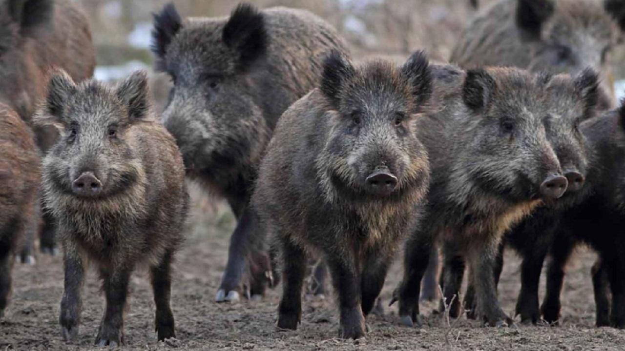 Ascoli Piceno, ordinanza con le misure di prevenzione e sensibilizzazione relative alla presenza di fauna selvatica nel territorio comunale