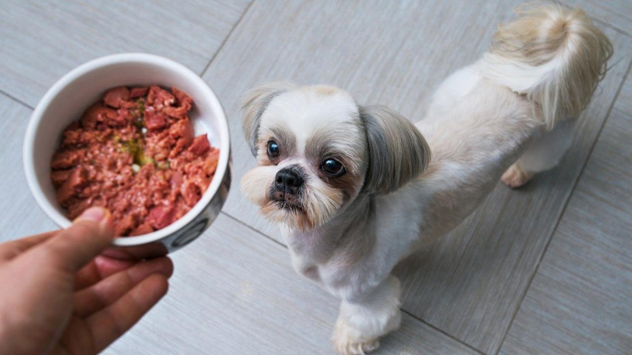 Cibo umido grain free per cani: quando può essere una buona scelta
