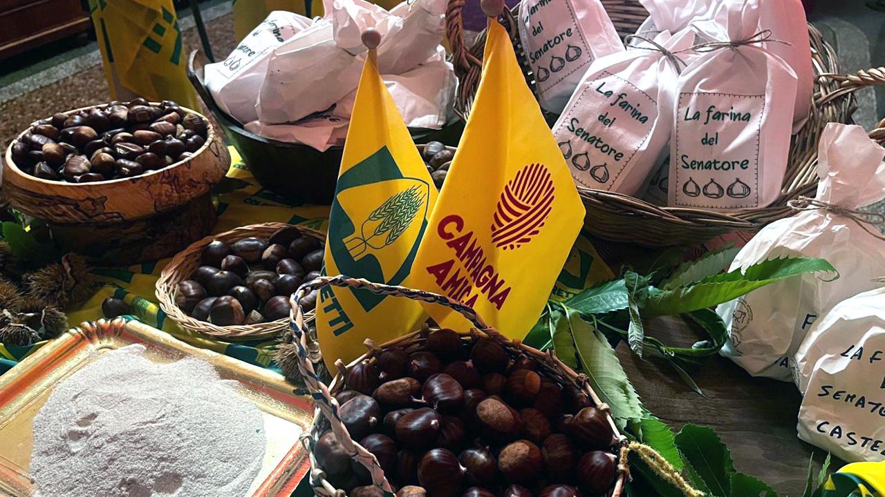 Tre nuove castagne picene e la Farina del Senatore, Coldiretti Ascoli Fermo: “Coltura da riscoprire per sviluppo economia montana”