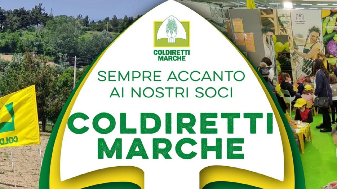 Fondi europei, Coldiretti Marche: “Scongiurato il maxi disimpegno da milioni di euro, una boccata d’ossigeno per le imprese agricole”