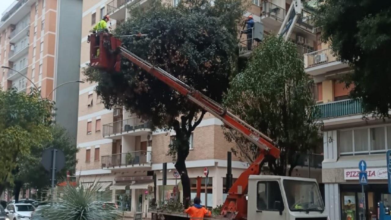 San Benedetto del Tronto, sono partite le potature in diverse zone del centro