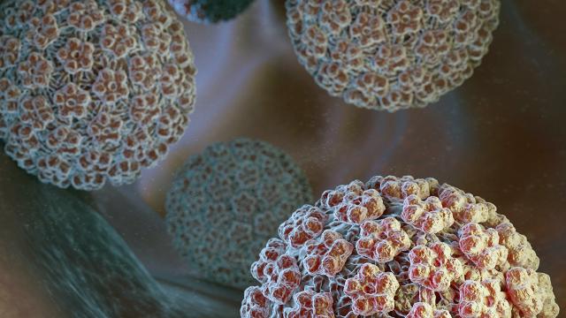 Regione Marche, vaccinazione contro Papilloma virus diventa più capillare. Dal 2025 somministrazione anche in farmacia