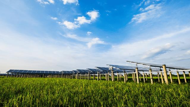 Siccità, alti costi energetici e mancanza di manodopera: ecco le difficoltà degli agricoltori piceni