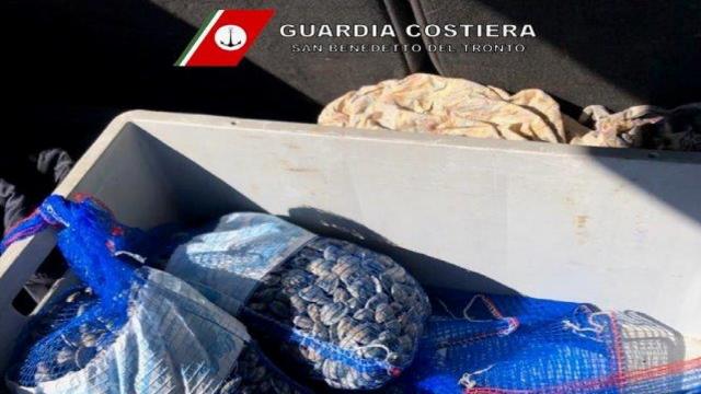 Blitz della guardia Costiera di San Benedetto del Tronto in Porto. Sequestrati 80 chili di vongole