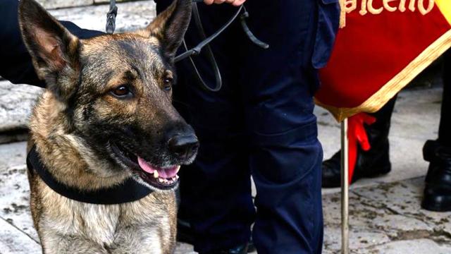 Ascoli Piceno, controlli della Polizia Locale. Sequestrate diverse dosi di hashish grazie al fiuto del cane Ila 