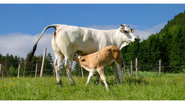 Il Vitellone Bianco dell’Appennino Centrale IGP cresce e piace sempre più