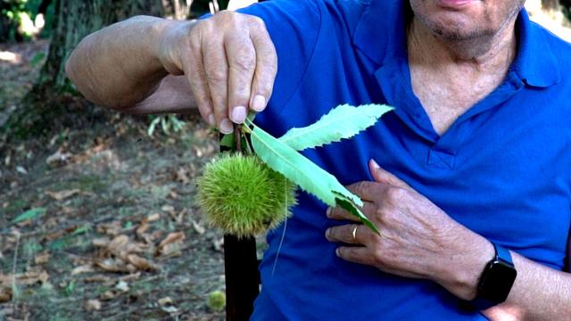 La ricchezza di un territorio e di una comunità. Arriva 'La casciola de Smerillo', nuovo documentario di Marche in Video