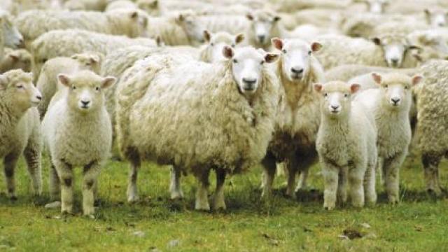 Giornata europea dei parchi, Castelli: “In Appennino l’habitat di interesse comunitario è quello dei prati pascolo”