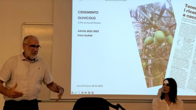Presentato il report del Censimento olivicolo delle piante di “ascolana tenera” nel perimetro urbano del centro abitato 