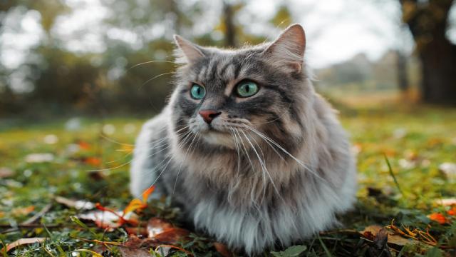 Feliway: come prevenire i problemi comportamentali tipici dei gatti