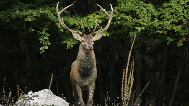 9 Marzo 2005 – 9 Marzo 2025. Trascorsi 20 anni da prima reintroduzione del cervo nel Parco Nazionale dei Monti Sibillini