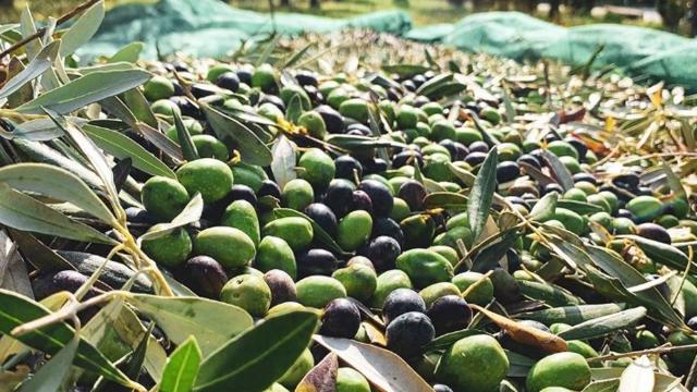 Coldiretti Marche: “Dopo l’enoturismo, necessaria una legge anche per l’olio turismo”