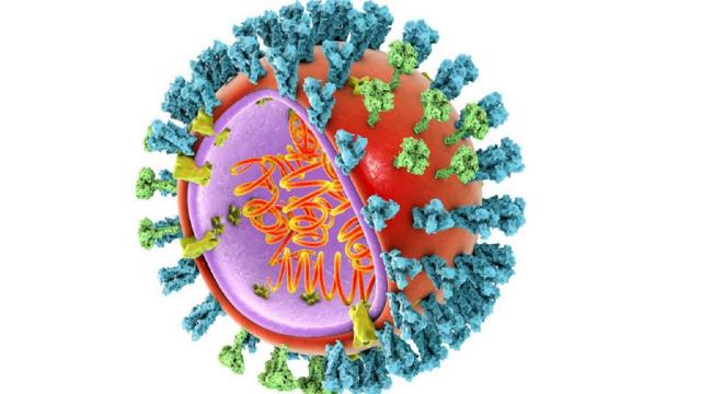 Influenza canina: la nuova minaccia per la salute che preoccupa gli scienziati