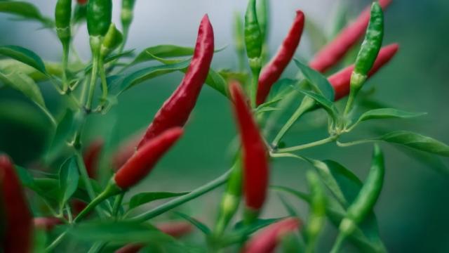 Quando il Messico incontra il gioco diventa Extra Chilli