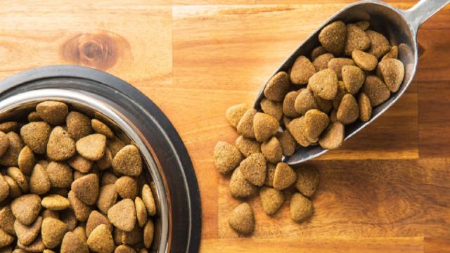 Croccantini per cani, come renderle appetitose? Ecco la strada da seguire