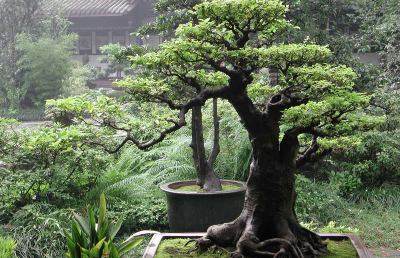 Spettacolare mostra dedicata ai Bonsai a Stella di Monsanpolo