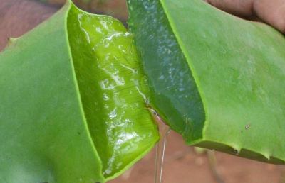 Aloe vera, un utile soccorso per molti problemi di salute